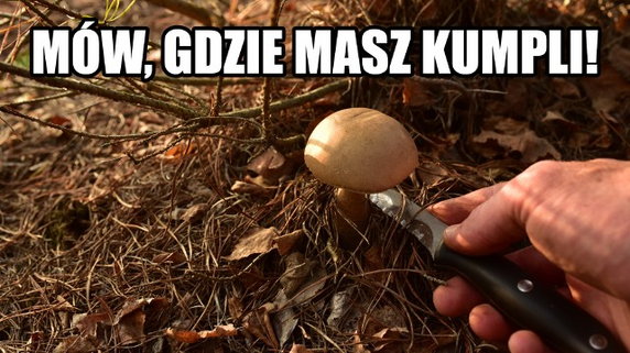 Sezon na grzyby rozpoczęty