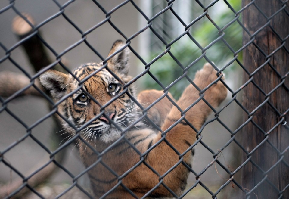 WARSZAWA ŚWIATOWY DZIEŃ ZWIERZĄT ZOO