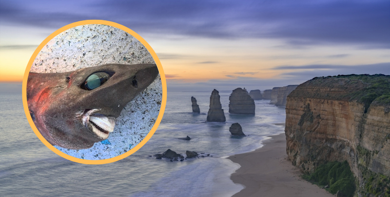 Australijczyk wyłowił tajemniczą rybę. Mogłaby grać u Tima Burtona
