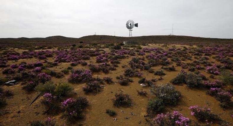 Spring flowers blossom in an arid landscape near Laingsburg in the Karoo October 11, 2013. REUTERS/Mike Hutchings