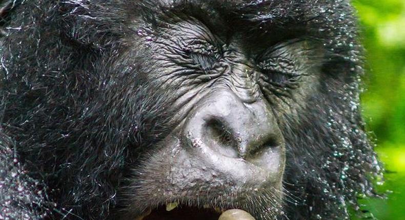 A gorilla has been accused of swallowing money in Kano, now the state wants it back (Illustrative photo. Punch) 