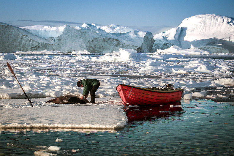 Polowanie na foki na Grenlandii