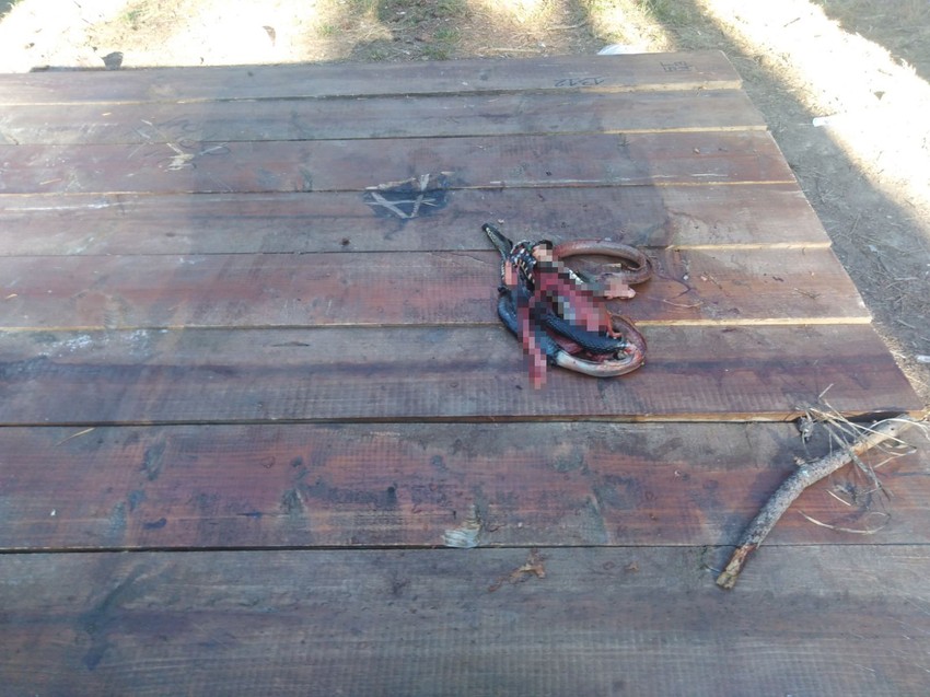 Zmija koju je žena zatekla na stolu u Miljakovačkoj šumi