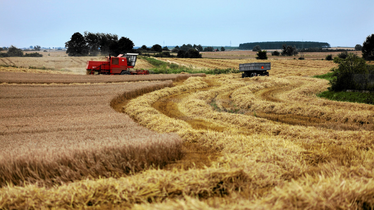 W woj. lubuskim rolnicy zakończyli tegoroczne żniwa. Zboża zabrali z prawie 202 tys. ha, a rzepak z 28 tys. ha. Plony okazały się wysokie; w przypadku zbóż wynoszą średnio ponad 41 q/ha, a rzepaku 33 q/ha.