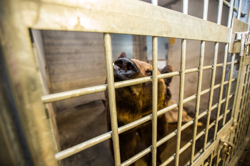 Niedźwiedziarnia w Nowym Zoo w Poznaniu będzie rozbudowana