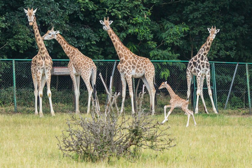 Będzie żyrafiarnia w poznańskim zoo