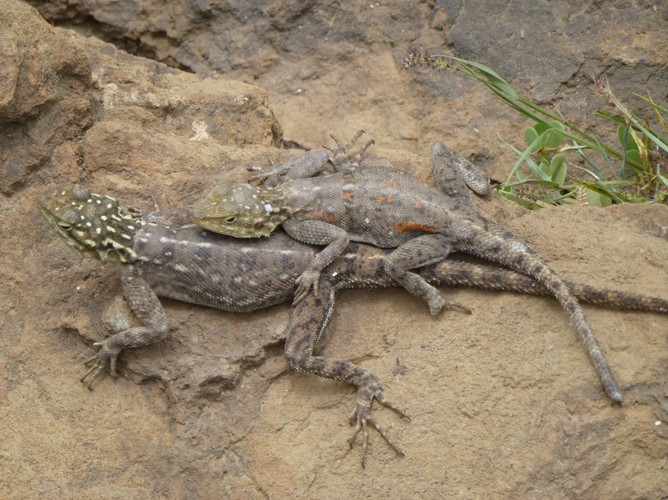 Każdy skrawek terenu jest przez kogoś zamieszkany. Skały są opanowane przez przeróżne jaszczurki.