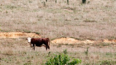 Sąd nakazał leczenie Turka, który za krowę zgodził się na ślub córki