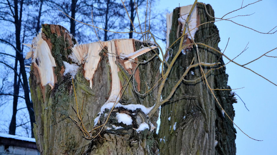 Zniszczone wierzby na ulicy Wierzbowej w Rąbieniu