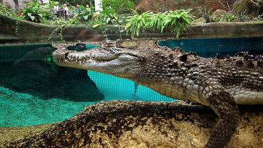 Afrykarium - wyjątkowa atrakcja wrocławskiego ogrodu zoologicznego