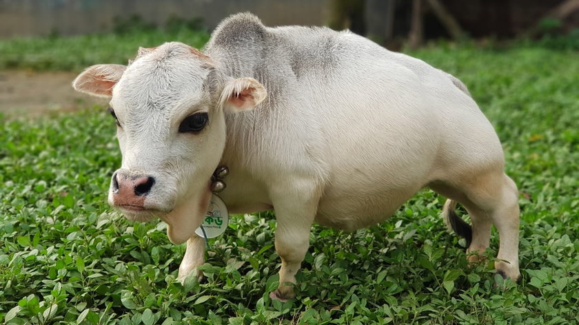 To najmniejsza krowa świata. Rani mierzy zaledwie 51 cm