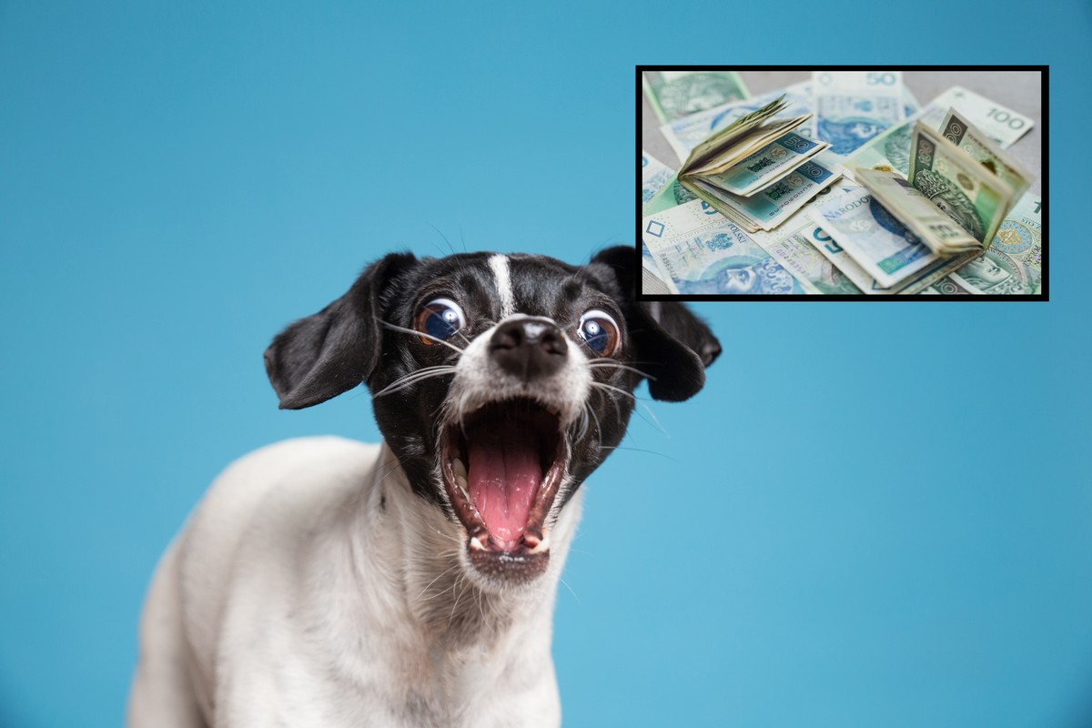 Pies, pieniądze, podatek od psa