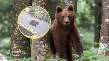 Kobieta spotkała niedźwiedzia na drodze. Ekspert od dzikich zwierząt chwali to, co zrobiła