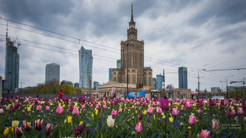 Warszawa: w ciągu dwóch lat posadzono blisko milion tulipanów. Teraz kwitną