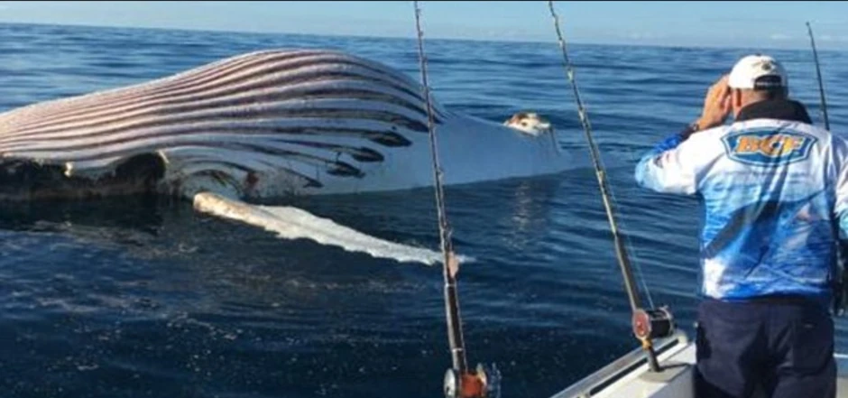 Plutajući leš kita