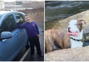 dečak, pas, napad, frenki mekriči kombo