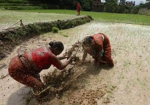 NEPAL - ECONOMY - AGRICULTURE