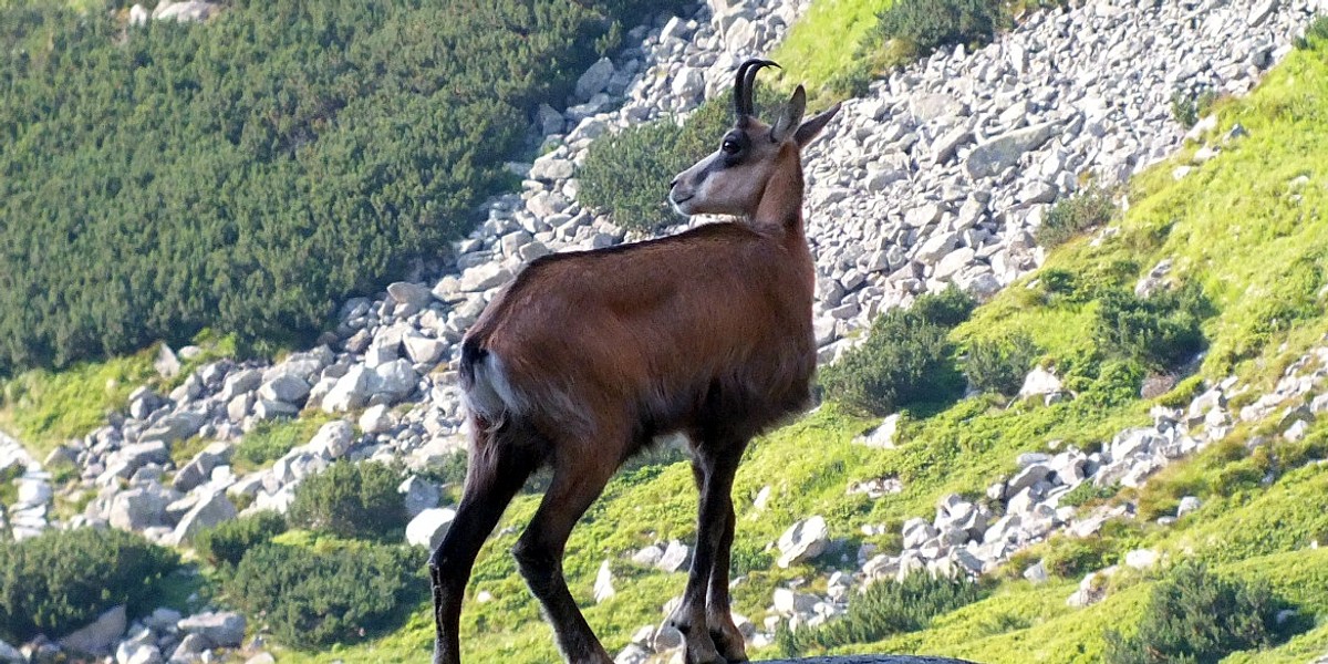 kozica tatry