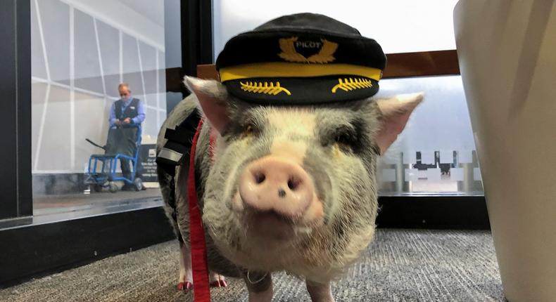 SF pig airport