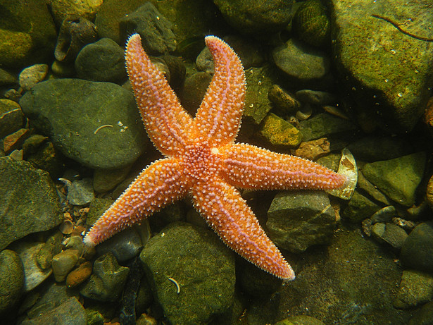 Rozgwiazdy to jedne z najbardziej tajemniczych morskich stworzeń