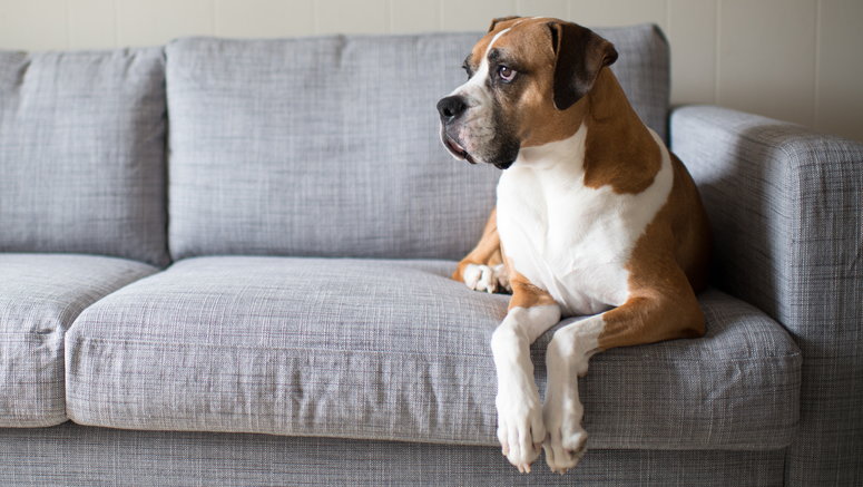 Jak oduczyć psa wchodzenia na kanapę?