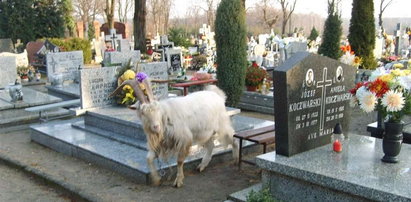 Kozy pasą się na cmentarzu