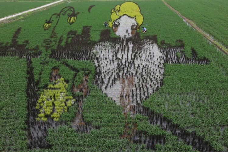 Sztuka 3D na chińskich polach ryżowych