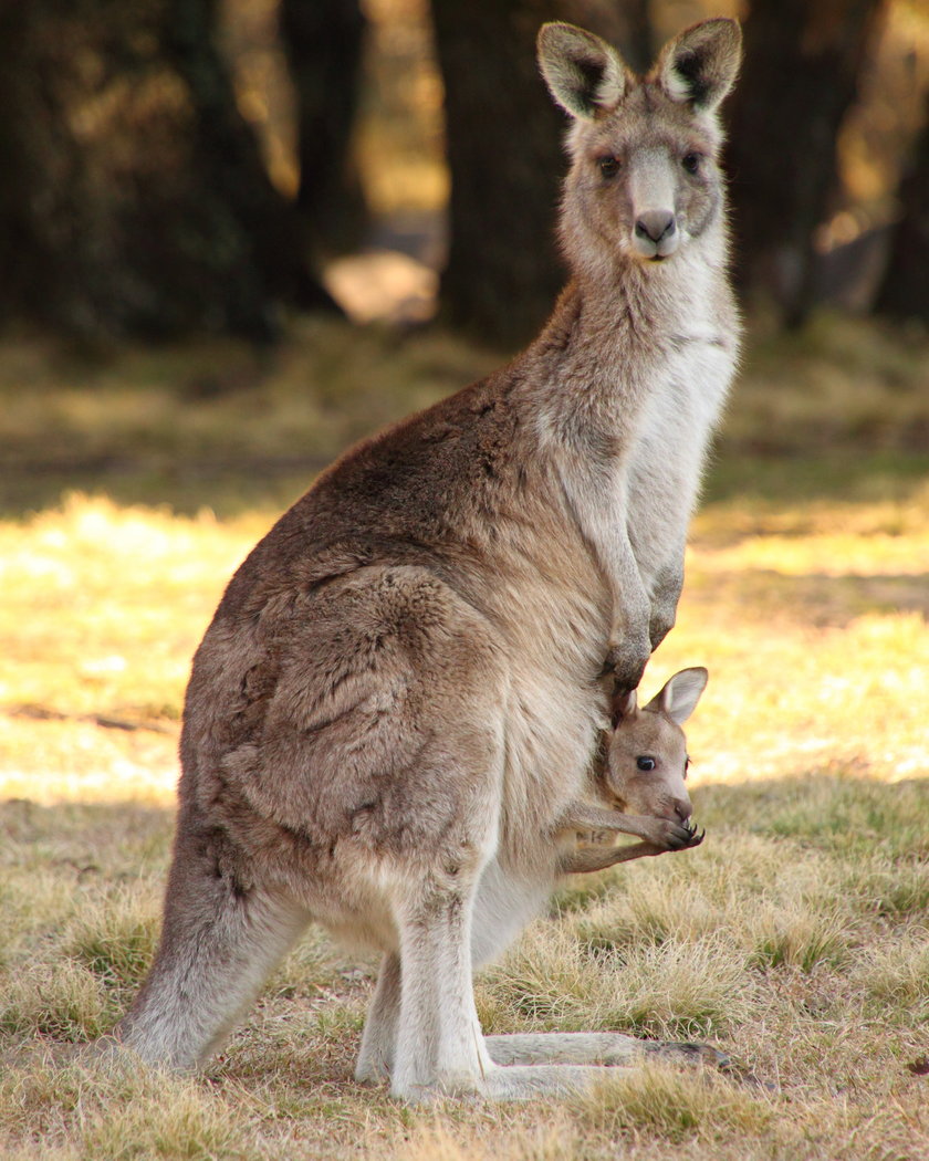 Pogoń za kangurem