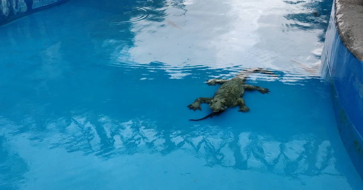 Zbiorowa psychoza we włoskim miasteczku. Wystraszyli się plastikowego krokodyla