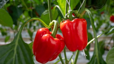 jak sadzić paprykę do gruntu? co dać pod paprykę przy sadzeniu? jak głęboko sadzić paprykę?