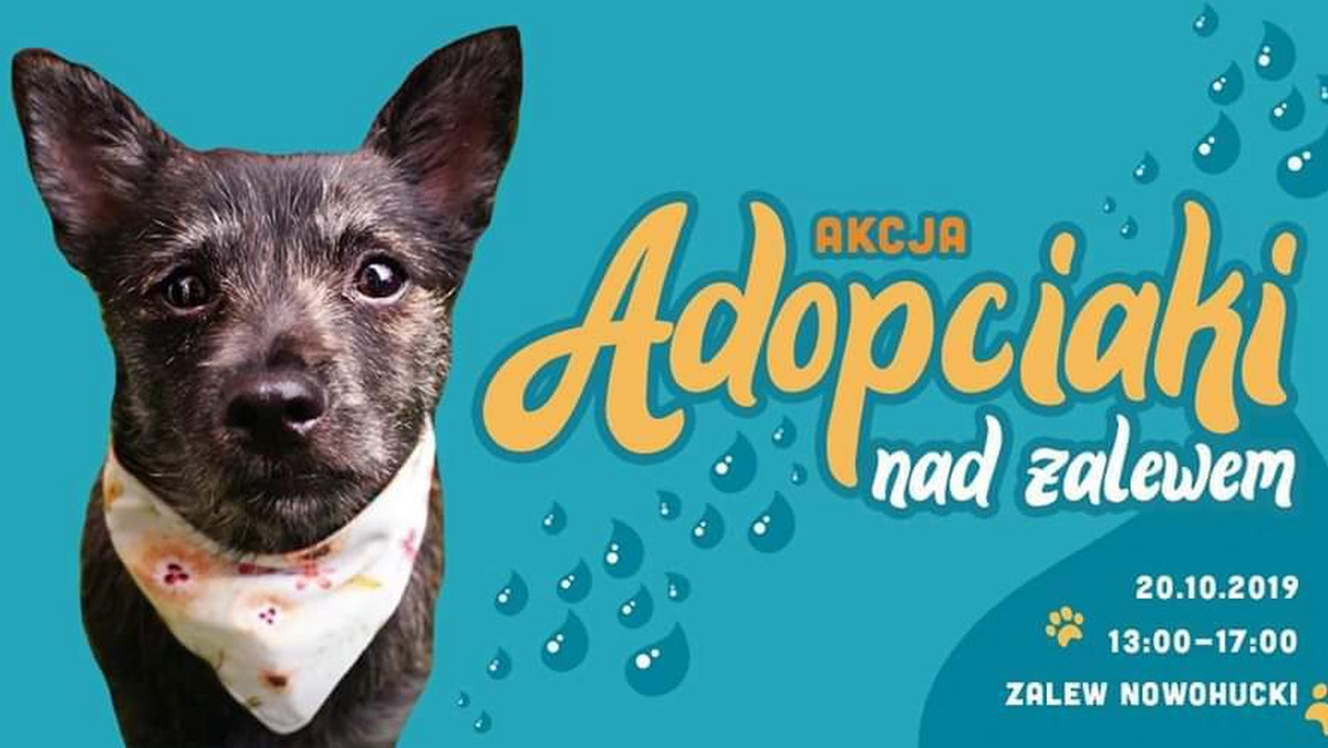 Kraków: Adopciaki nad Zalewem. Nowa Huta pomaga bezdomnym psom