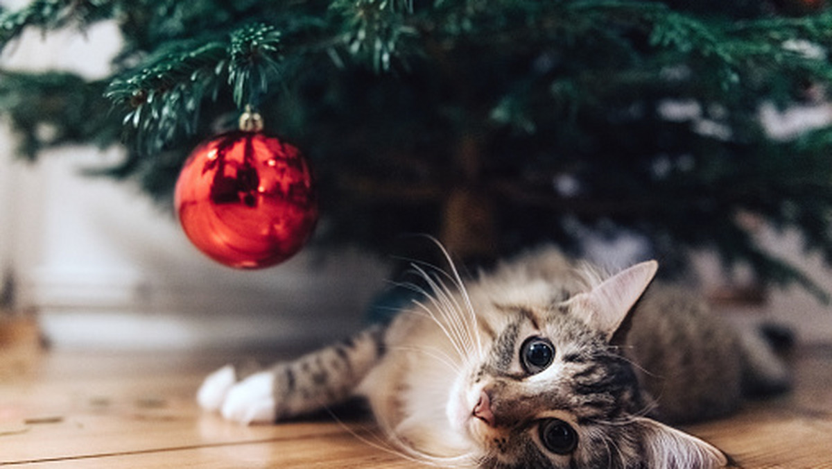 Ozdoby świąteczne kuszą twojego kota? Zobacz, jak zabezpieczyć choinkę?
