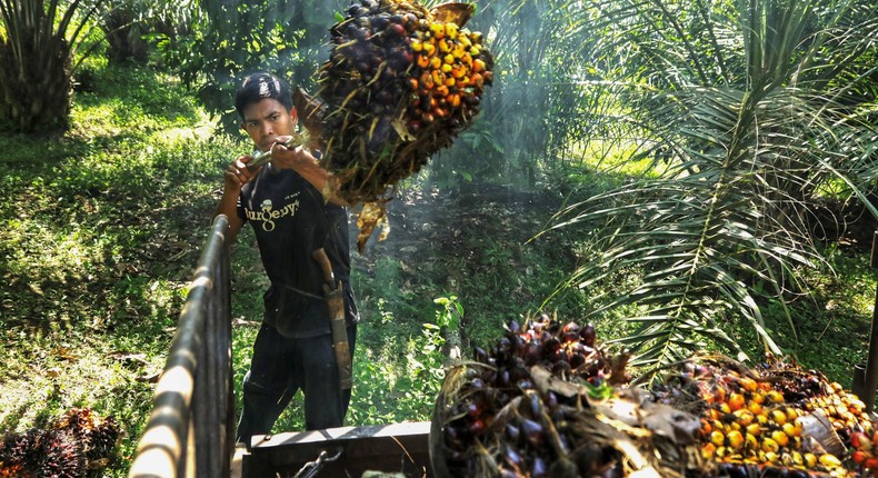 A worker harvests oil palm fruits, used to produce palm oil, at a plantation in Kutamakmur, Aceh on September 24, 2021.