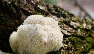 Lavlja griva se u ishrani koristi kao zamena za meso