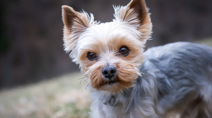 A yorkshire terrier fajtájú kutyus nem élte túl a zuhanást / Illusztráció / Fotó: Pixabay