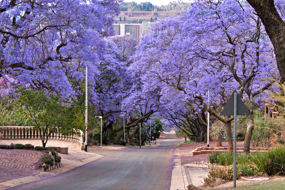 Pasaż Jacarandas, Republika Południowej Afryki