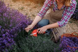 W lipcu wykonaj ten zabieg na lawendzie. Będzie kwitła jak szalona