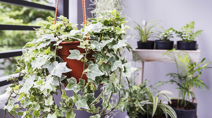 Növényekkel is harcolhatunk a penész ellen / Fotó: Shutterstock