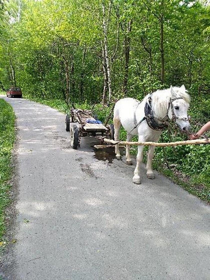 Pijany woźnica spał w wozie na drodze