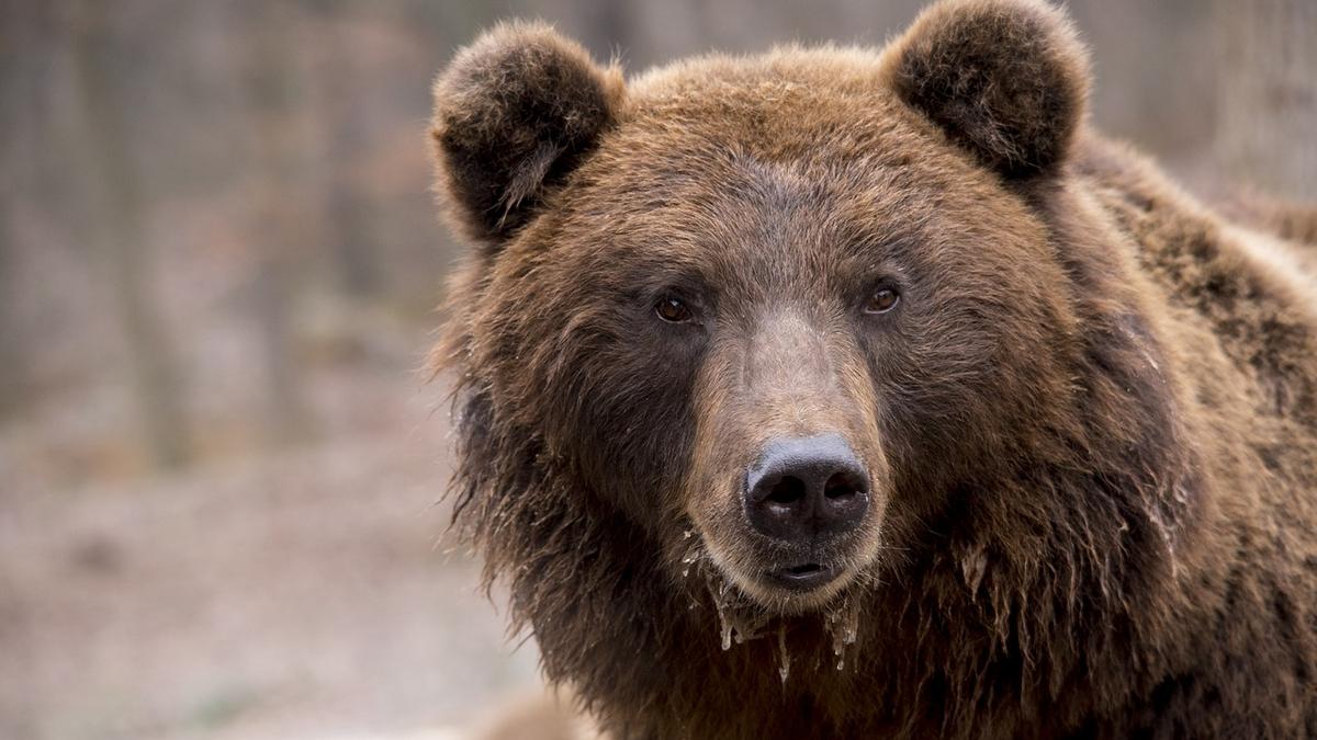 Egyre sűrűbbek az észlelések itthon: mi vonzza Magyarországra a barna  medvéket? - Blikk