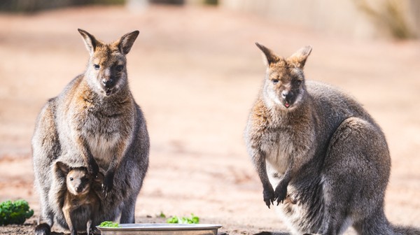 Walabia Benetta młode w torbie 