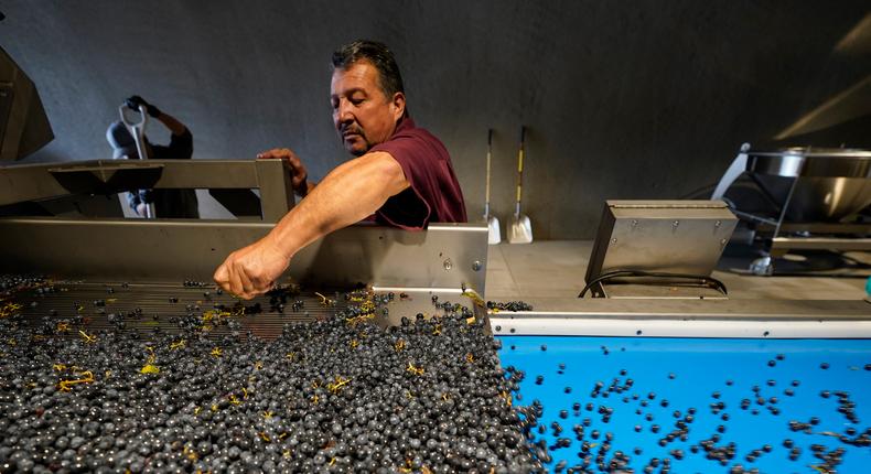 A cellar worker checks Cabernet Sauvignon grapes before it enters a sorting machine.Eric Risberg/AP