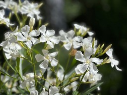 kiedy schować oleander na zimę? zimowanie tej przepięknej rośliny w donicy