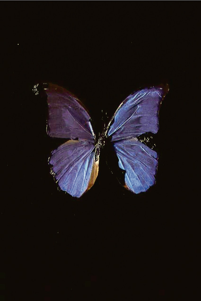 Dejmijan Herst "Duša na lestvicama Jakovljevim", 2005.