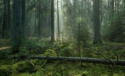 Wycinka w Puszczy Białowieskiej. O co chodzi w sporze wokół 100-letnich drzew?