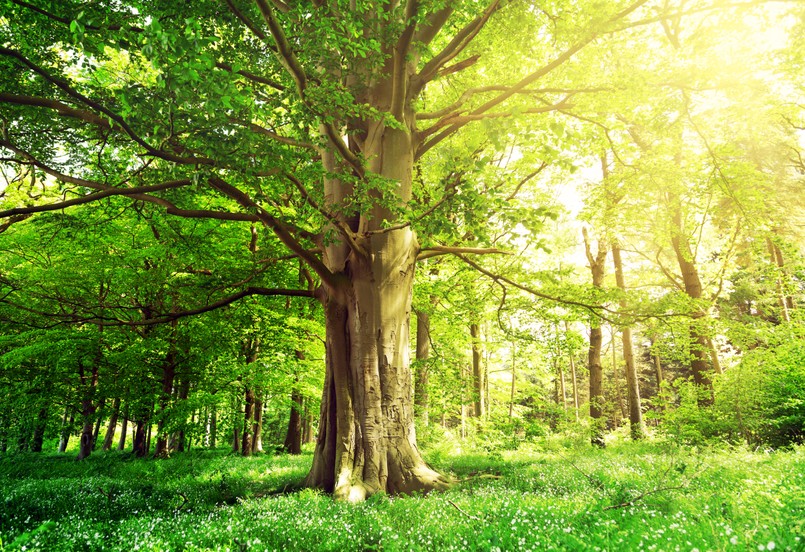 buk drzewo kora pień las Beech,Forest,With,A,Old,Tree,In,The,Sunlight