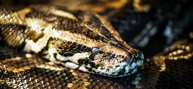 Trzymetrowy pyton ukąsił pięciolatka i wciągnął go do basenu. Na pomoc ruszyli dziadek i ojciec