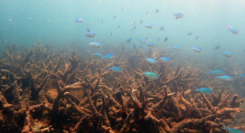 Swathes of coral died or were damaged by back-to-back bleaching in 2016 and 2017 in Australia's Great Barrier Reef, shown here in a handout photo from the ARC Centre of Excellence for Coral Reef Studies