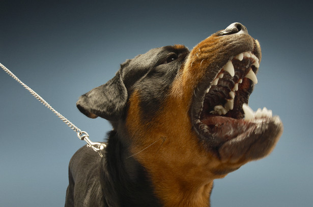 Trzymanie psa na uwięzi jest zabronione i karalne, ale tylko wtedy, gdy trwa przez całą dobę.