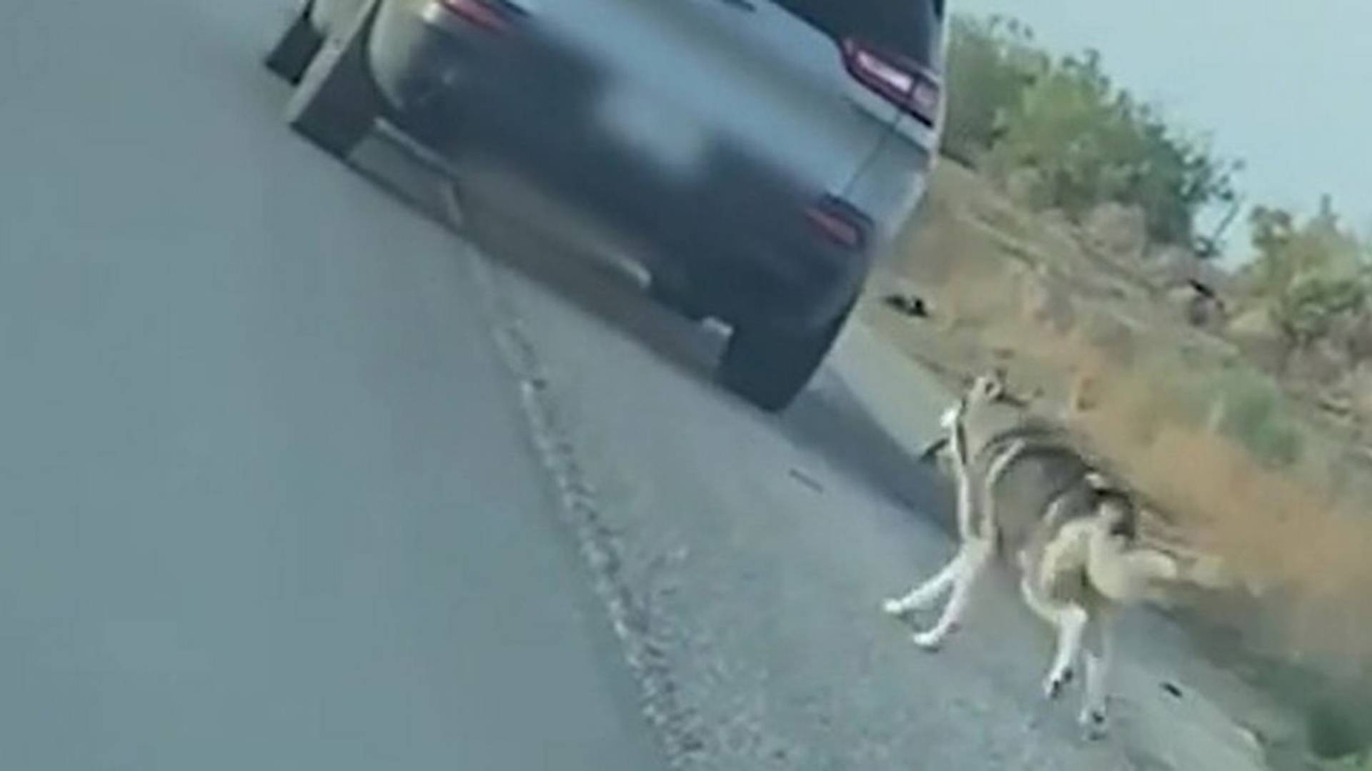 Video haskija koji ne shvata da ga je vlasnik napustio i ostavio na sred puta će vam slomiti srce